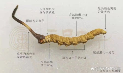 黑松露面膜功效与作用-专业黑松露有什么功效和作用平台-黑松露的功效与作用护肤品